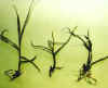 pflanzgut1 - vergroessern